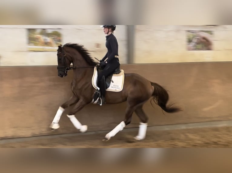 Hannoveriano Yegua 3 años 165 cm Alazán-tostado in Achim