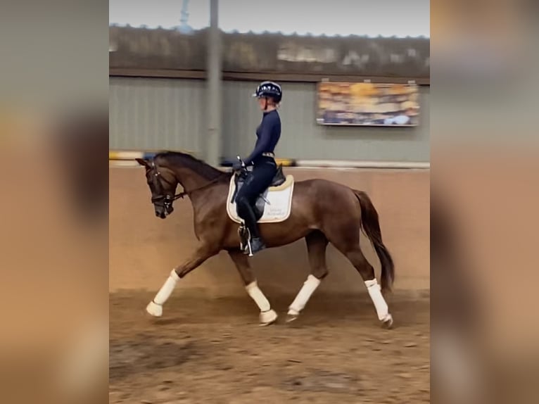 Hannoveriano Yegua 3 años 165 cm Alazán-tostado in Achim