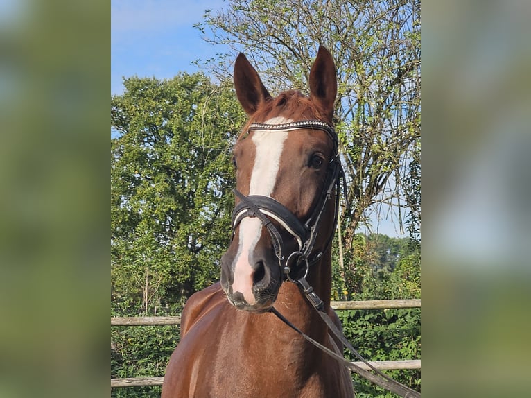 Hannoveriano Yegua 3 años 165 cm Alazán-tostado in Wachtendonk