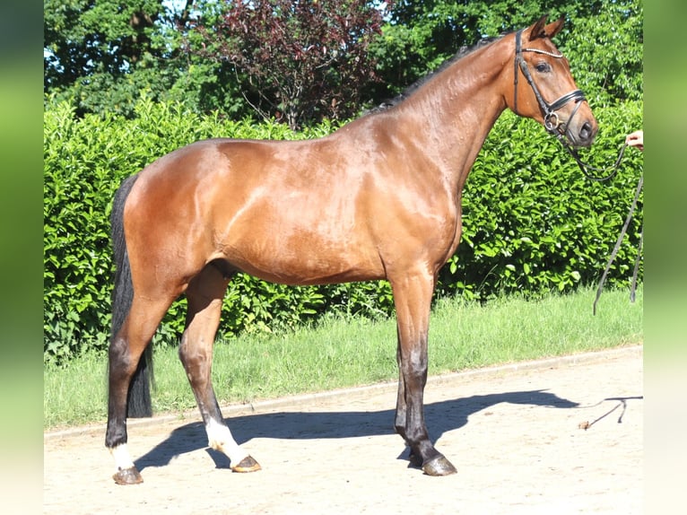 Hannoveriano Yegua 3 años 165 cm Castaño in Selsingen