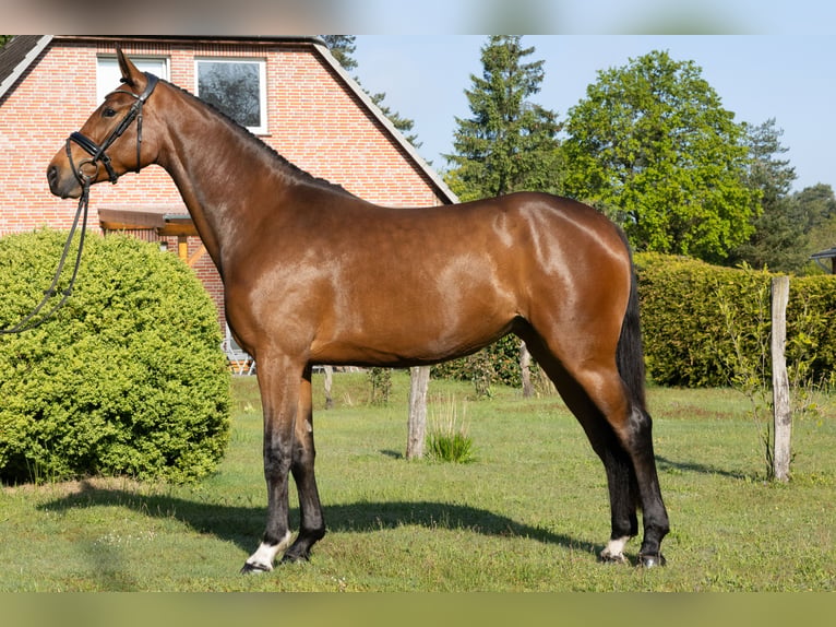 Hannoveriano Yegua 3 años 165 cm Castaño in Soltau