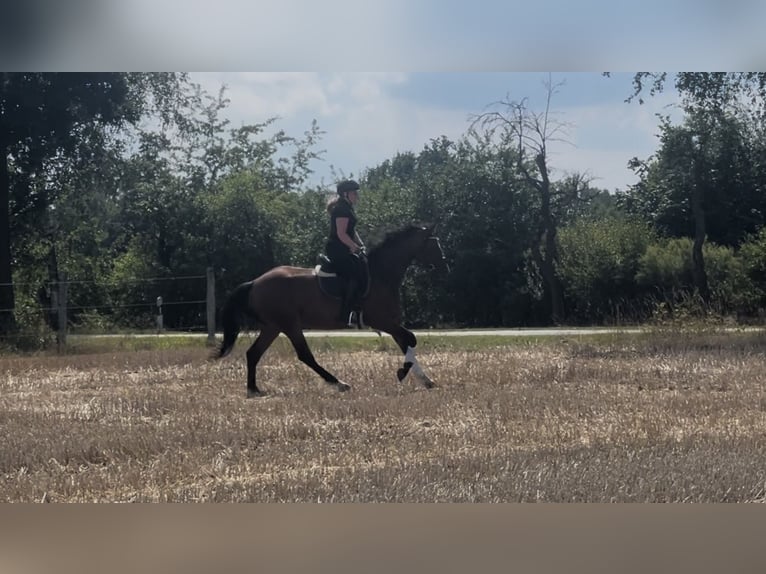 Hannoveriano Yegua 3 años 165 cm Castaño in Soltau