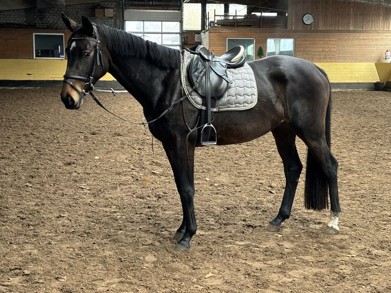 Hannoveriano Yegua 3 años 165 cm Castaño oscuro in Egestorf