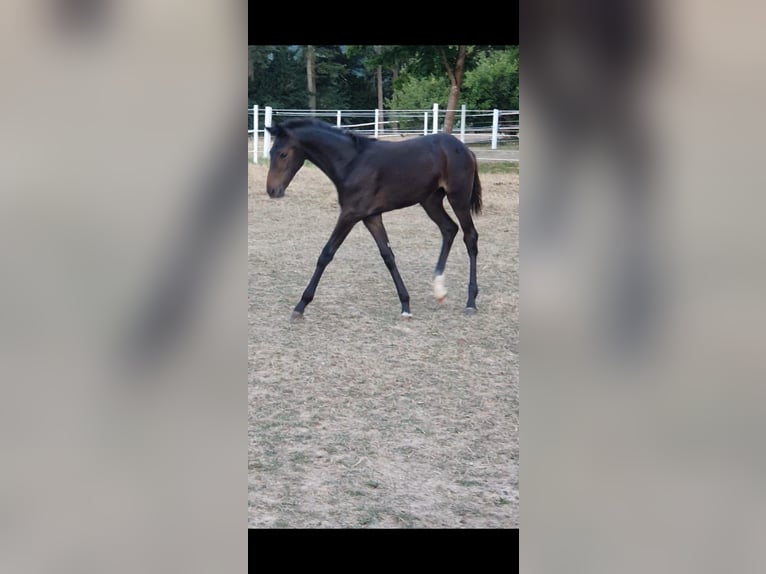 Hannoveriano Yegua 3 años 165 cm Castaño oscuro in Irsch