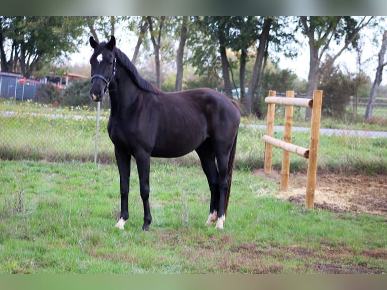 Hannoveriano Yegua 3 años 165 cm Negro in Weiterstadt