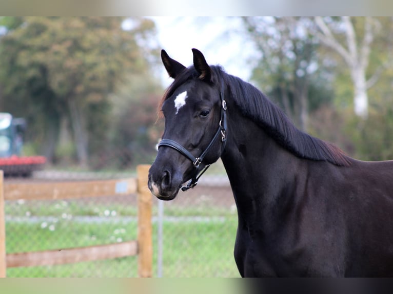 Hannoveriano Yegua 3 años 165 cm Negro in Weiterstadt