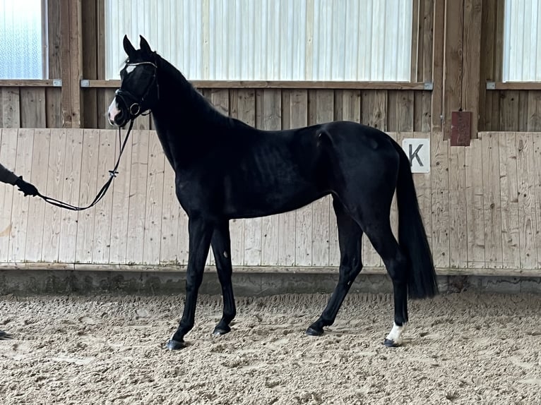 Hannoveriano Yegua 3 años 165 cm Negro in Pfaffenhofen Weiler