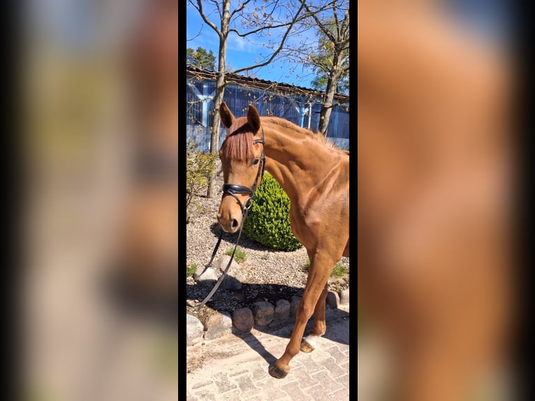 Hannoveriano Yegua 3 años 166 cm Alazán in Dahlenburg