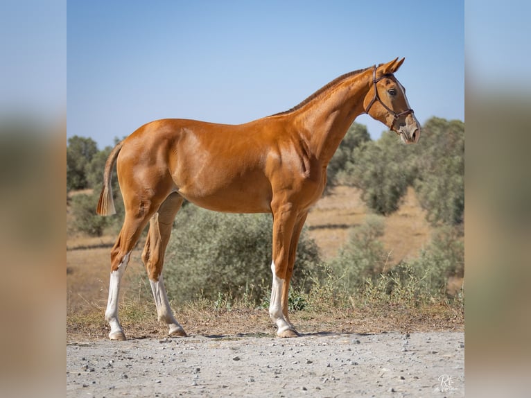 Hannoveriano Yegua 3 años 166 cm Alazán in Lavre