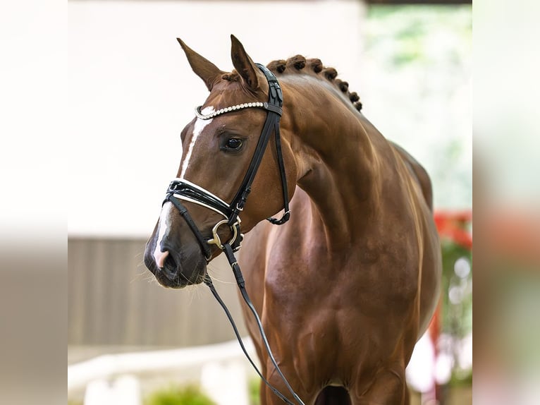 Hannoveriano Yegua 3 años 166 cm Alazán in Mnster-Handorf
