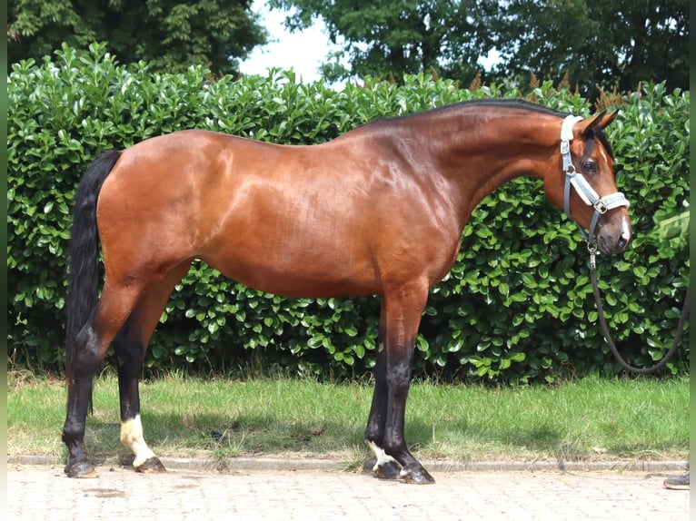 Hannoveriano Yegua 3 años 166 cm Castaño in Selsingen