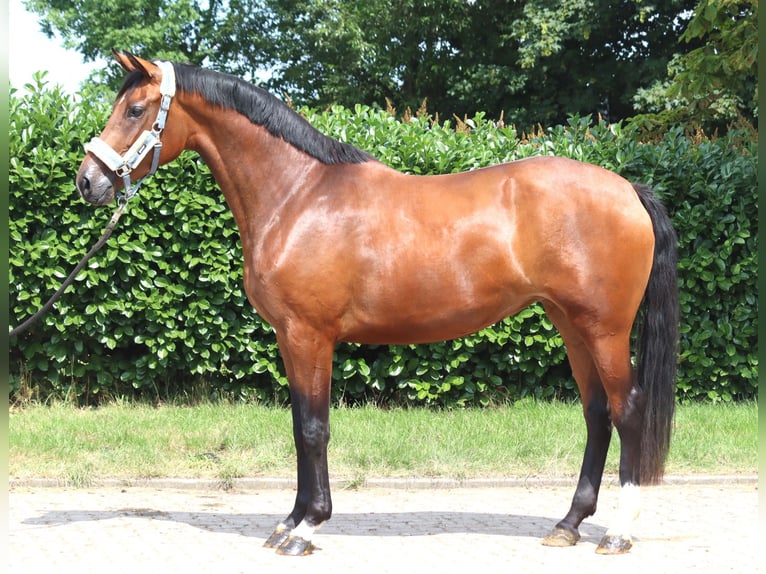 Hannoveriano Yegua 3 años 166 cm Castaño in Selsingen