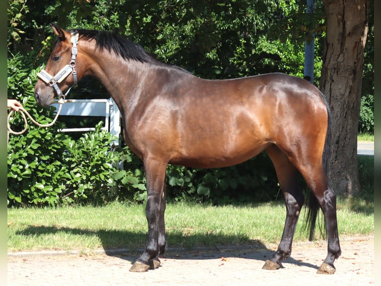 Hannoveriano Yegua 3 años 166 cm Castaño in Selsingen