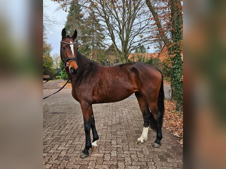 Hannoveriano Yegua 3 años 166 cm Castaño in Maasen