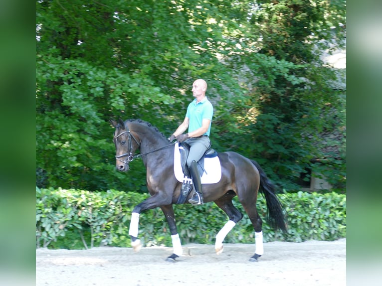 Hannoveriano Yegua 3 años 166 cm Castaño oscuro in Hemslingen