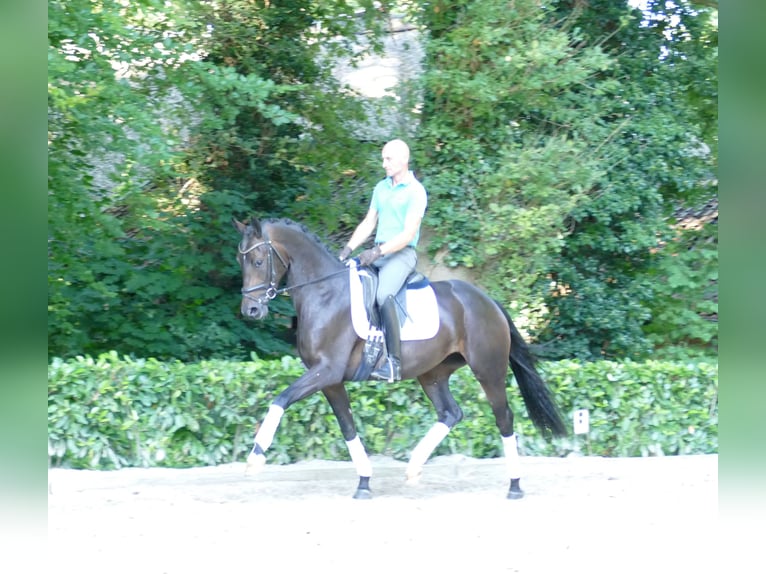 Hannoveriano Yegua 3 años 166 cm Castaño oscuro in Hemslingen