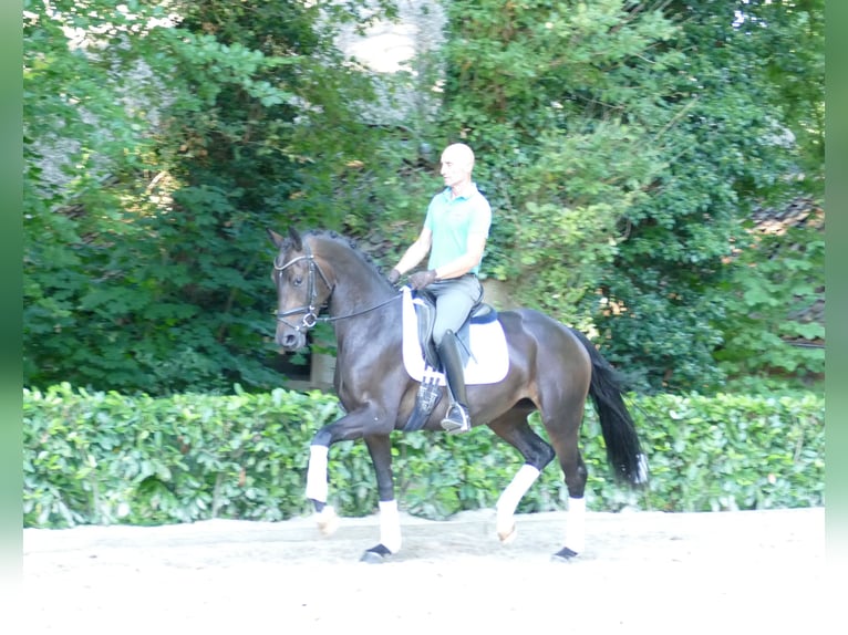 Hannoveriano Yegua 3 años 166 cm Castaño oscuro in Hemslingen