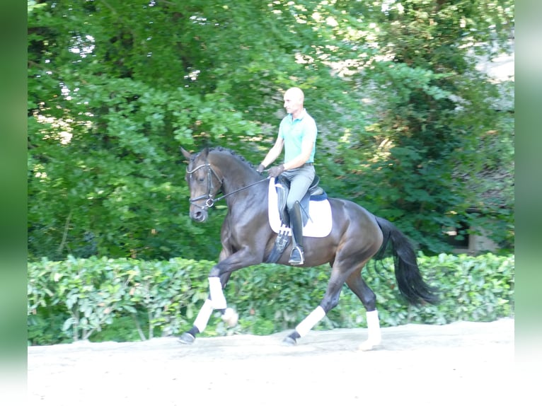 Hannoveriano Yegua 3 años 166 cm Castaño oscuro in Hemslingen