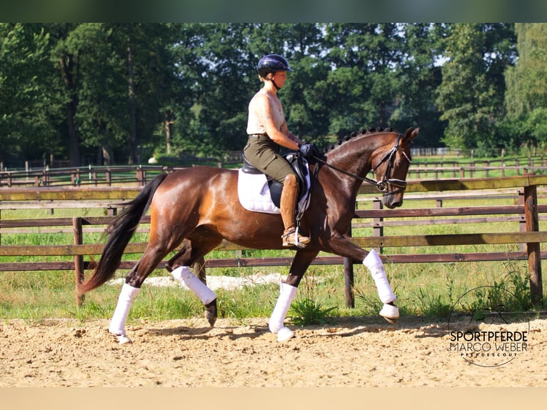 Hannoveriano Yegua 3 años 166 cm Castaño oscuro in Walsrode