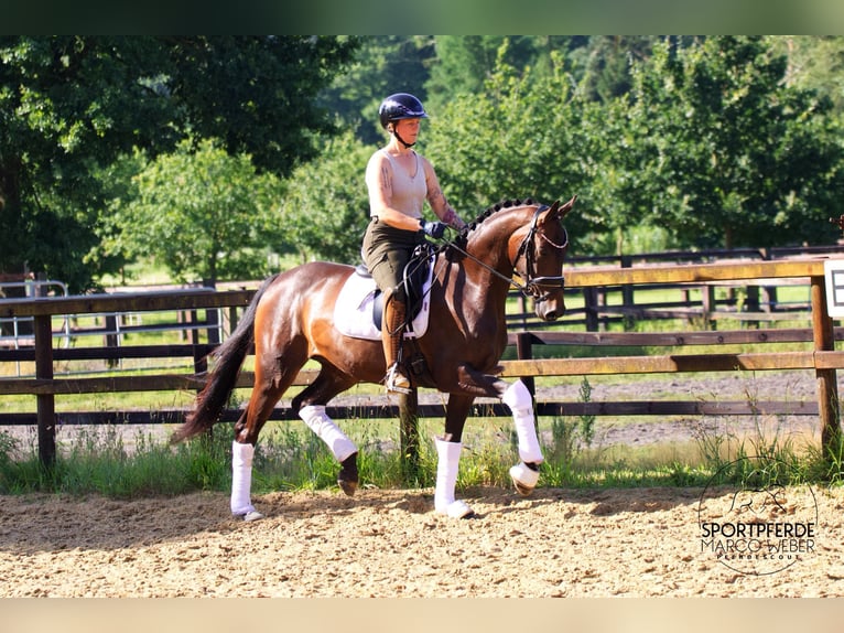 Hannoveriano Yegua 3 años 166 cm Castaño oscuro in Walsrode