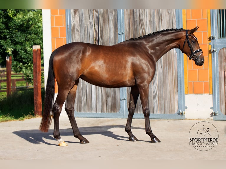 Hannoveriano Yegua 3 años 166 cm Castaño oscuro in Walsrode