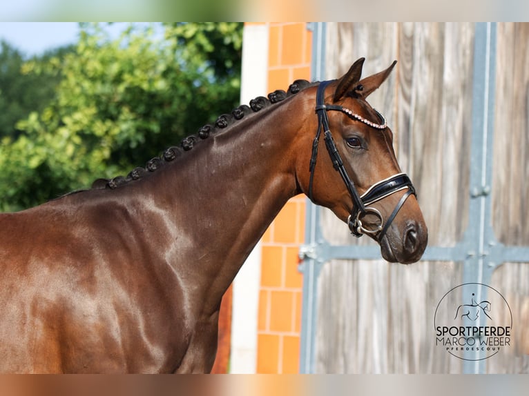 Hannoveriano Yegua 3 años 166 cm Castaño oscuro in Walsrode