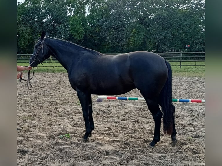 Hannoveriano Yegua 3 años 166 cm Negro in Vollersode