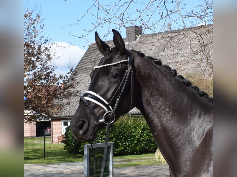 Hannoveriano Yegua 3 años 166 cm Negro in Fredenbeck
