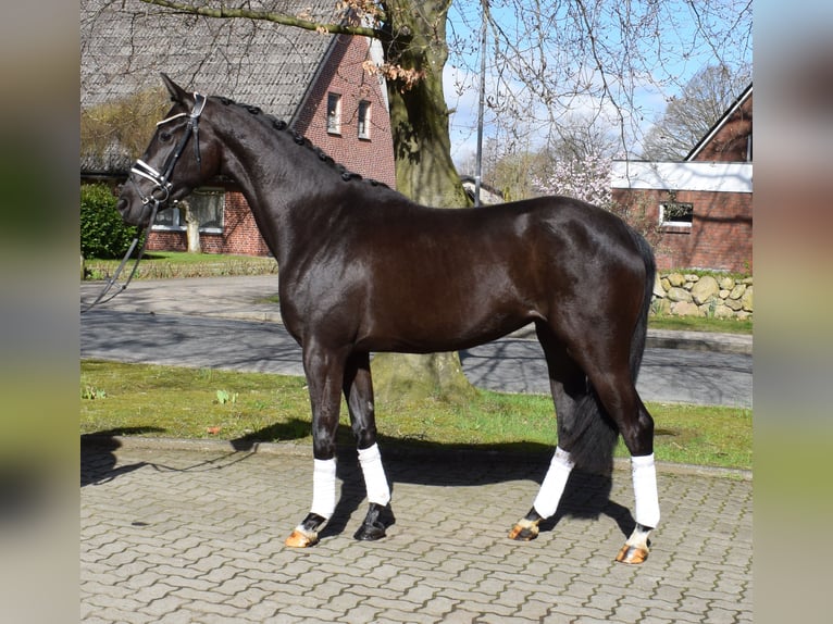 Hannoveriano Yegua 3 años 166 cm Negro in Fredenbeck