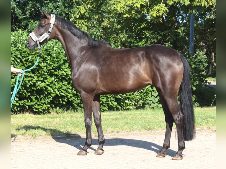 Hannoveriano Yegua 3 años 166 cm Negro in Selsingen