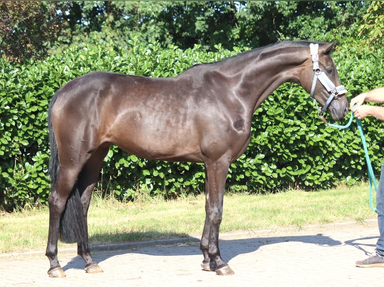 Hannoveriano Yegua 3 años 166 cm Negro in Selsingen