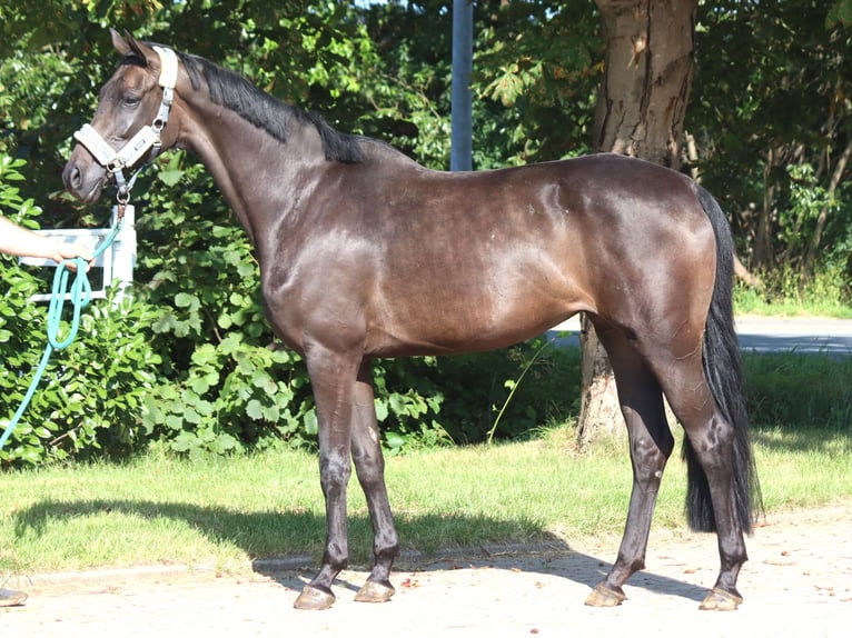 Hannoveriano Yegua 3 años 166 cm Negro in Selsingen