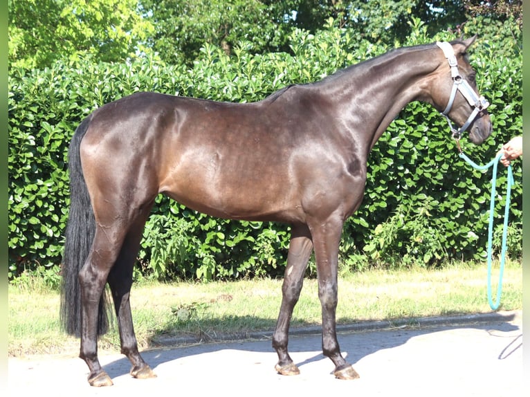 Hannoveriano Yegua 3 años 166 cm Negro in Selsingen
