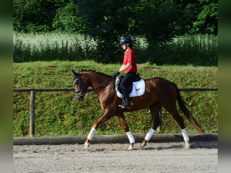 Hannoveriano Yegua 3 años 167 cm Alazán-tostado in Wellheim