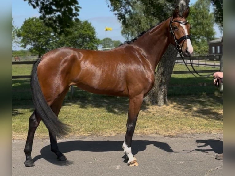 Hannoveriano Yegua 3 años 167 cm Castaño in Weyhe