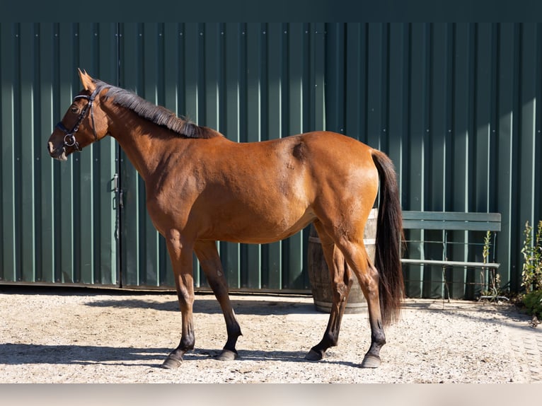 Hannoveriano Yegua 3 años 167 cm Castaño in Leezen