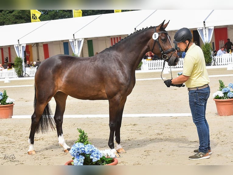 Hannoveriano Yegua 3 años 167 cm Castaño oscuro in Wagenfeld