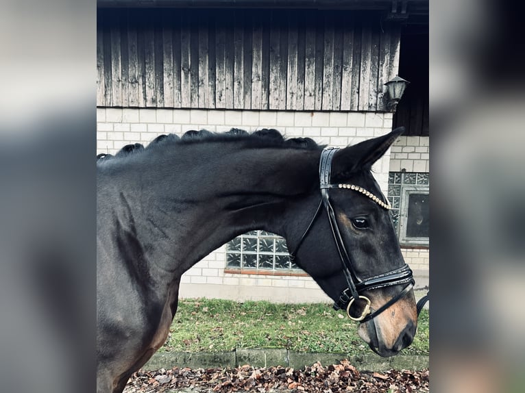 Hannoveriano Yegua 3 años 167 cm Morcillo in Bielefeld