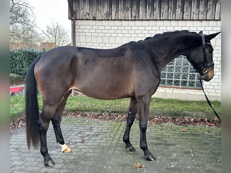 Hannoveriano Yegua 3 años 167 cm Morcillo in Bielefeld