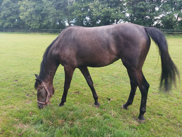 Hannoveriano Yegua 3 años 167 cm Musgo in Geestland