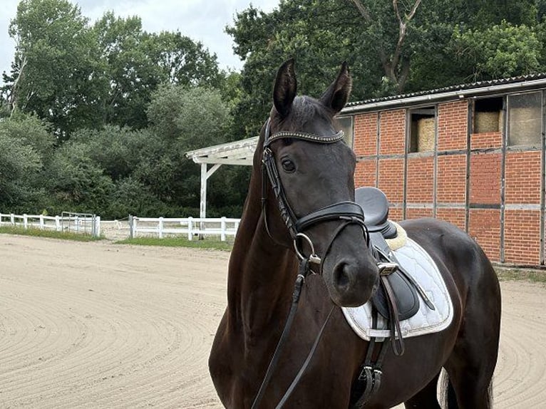 Hannoveriano Yegua 3 años 167 cm Negro in Verden (Aller)