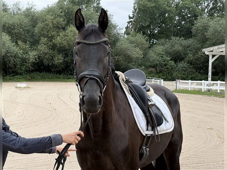 Hannoveriano Yegua 3 años 167 cm Negro in Verden (Aller)