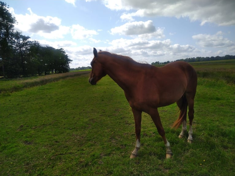 Hannoveriano Yegua 3 años 168 cm Alazán in Ihlienworth
