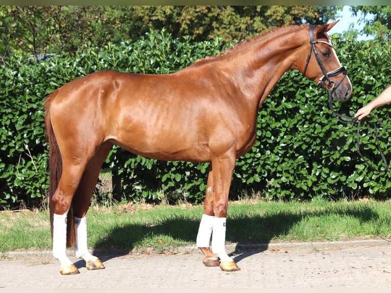 Hannoveriano Yegua 3 años 168 cm Alazán in Selsingen
