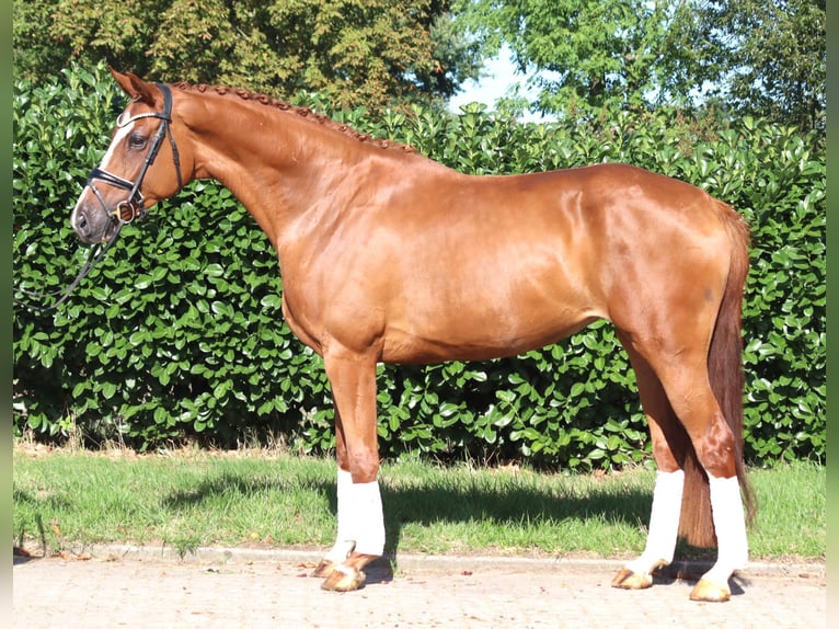 Hannoveriano Yegua 3 años 168 cm Alazán in Selsingen