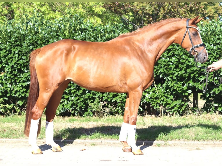 Hannoveriano Yegua 3 años 168 cm Alazán in Selsingen