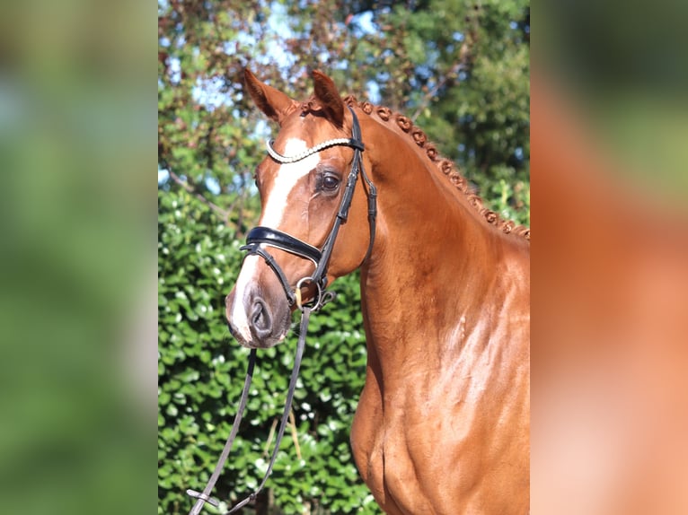 Hannoveriano Yegua 3 años 168 cm Alazán in Selsingen