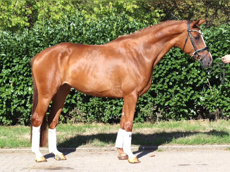 Hannoveriano Yegua 3 años 168 cm Alazán in Selsingen