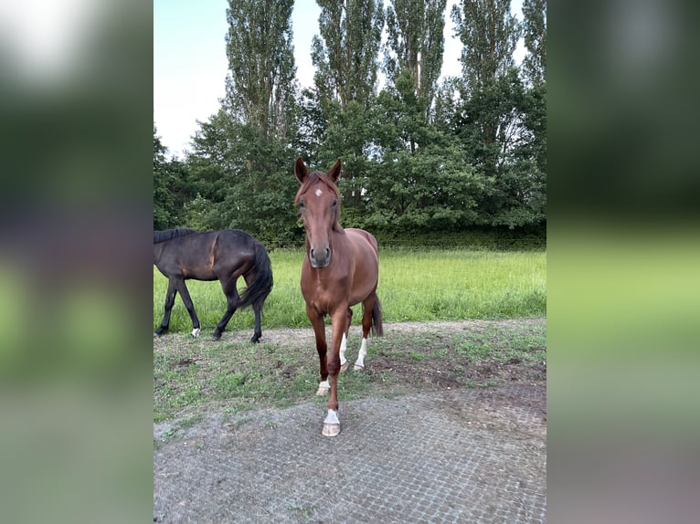 Hannoveriano Yegua 3 años 168 cm Alazán in Wolfsburg