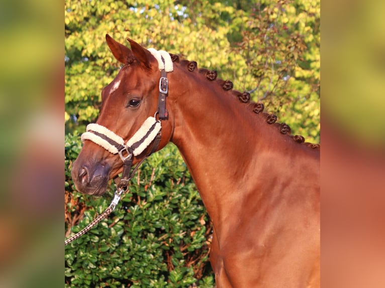 Hannoveriano Yegua 3 años 168 cm Alazán in Selsingen